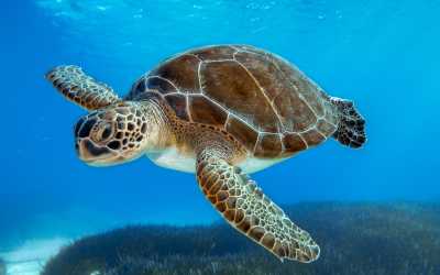 Wycieczka fakultatywna, Wycieczka na plażę Lara Beach [27] z Pafos